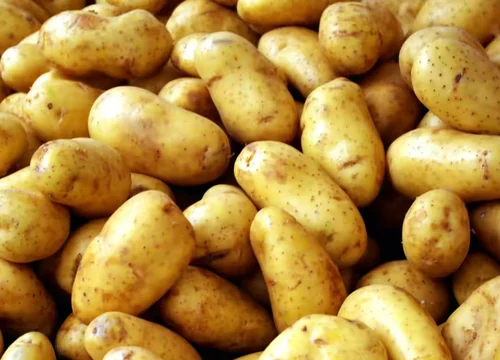 Indian Potato Supplier for Export – Shuvendu Saha